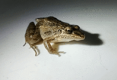 Leptodactylus fragilis
