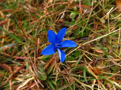 Gentiana bavarica bavarica