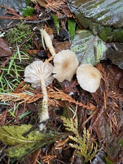 Clitocybe deceptiva
