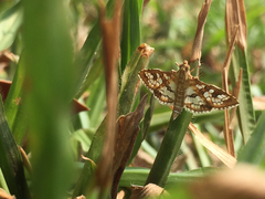 Sameodes cancellalis