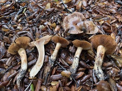 Leprocybe