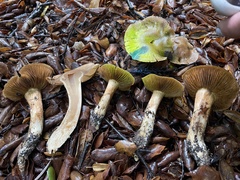 Leprocybe