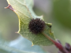 Atrusca trimaculosa