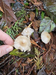 Clitocybe deceptiva