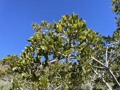 Rhamnus pirifolia