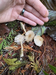 Clitocybe deceptiva