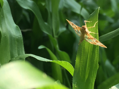 Sameodes cancellalis