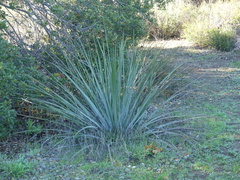 Hesperoyucca whipplei