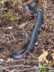 Pseudechis porphyriacus