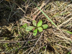 Mazus fauriei
