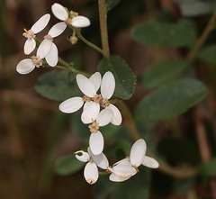 Olearia myrsinoides