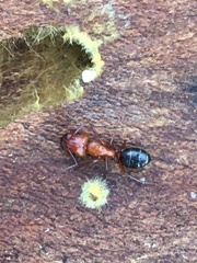 Camponotus discolor