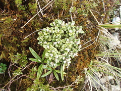 Brachyglottis bidwillii