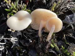 Clitocybe fragrans