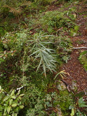 Olearia lacunosa