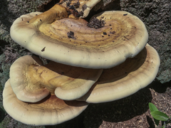 Ganoderma curtisii