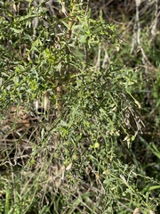 Rhopalomyia californica