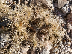 Cylindropuntia echinocarpa