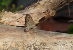 Ypthima baldus