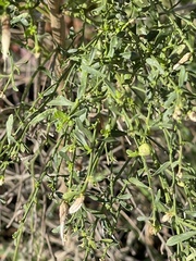 Rhopalomyia californica