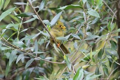 Manorina melanophrys