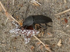 Cyphocleonus achates