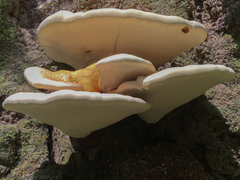 Ganoderma curtisii