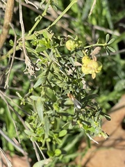 Rhopalomyia californica