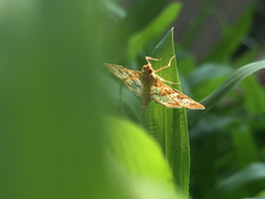 Sameodes cancellalis