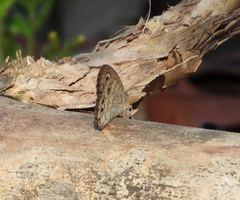 Ypthima baldus