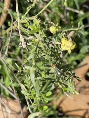 Rhopalomyia californica