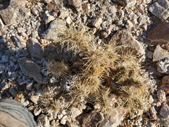 Cylindropuntia echinocarpa