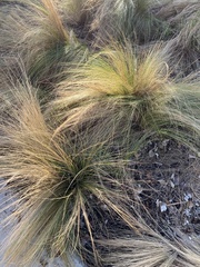 Nassella tenuissima