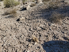 Cylindropuntia echinocarpa
