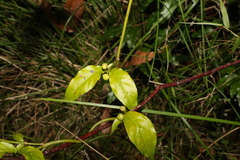 Gynochthodes jasminoides