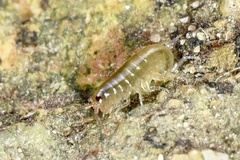 Talitroidea