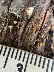 Martininia panamaensis