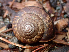 Helminthoglypta arrosa