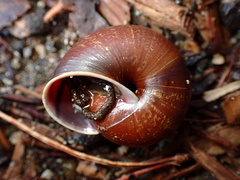 Helminthoglypta arrosa