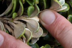 Brachyglottis bidwillii