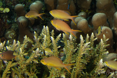 Pseudanthias huchtii