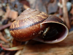 Helminthoglypta arrosa