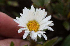 Celmisia hieraciifolia