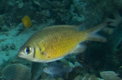 Chromis weberi