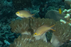 Pseudanthias huchtii