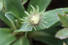 Celmisia hieraciifolia