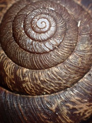 Helminthoglypta arrosa