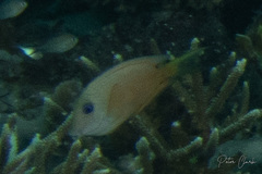 Ctenochaetus binotatus