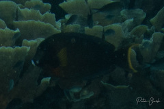 Acanthurus pyroferus