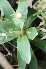 Celmisia hieraciifolia